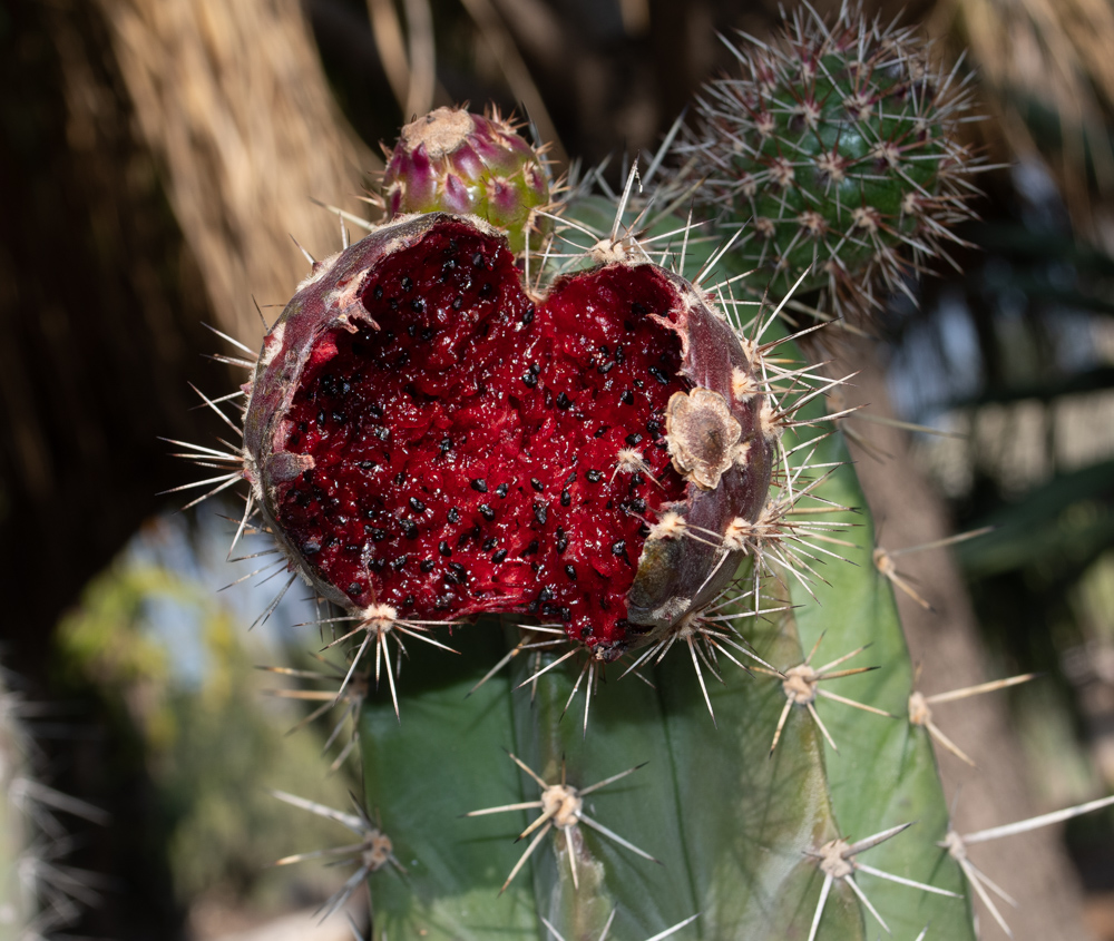 Image of genus Cereus specimen.