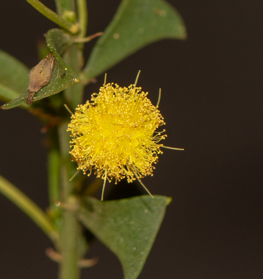 Изображение особи Acacia truncata.