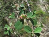 Cotoneaster melanocarpus. Часть ветви с плодами. Северная Осетия, Алагирский р-н, окр. пос. Мизур, ок. 1100 м н.у.м., скальный выход. 11.07.2021.