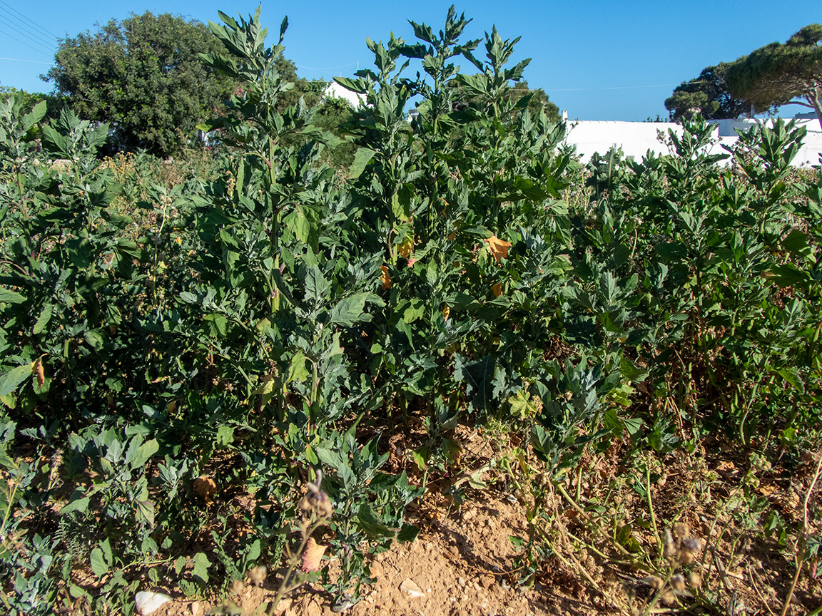 Изображение особи Chenopodium opulifolium.