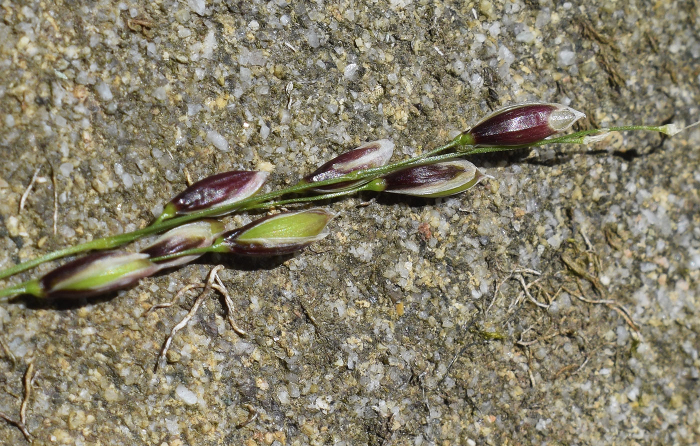 Image of genus Melica specimen.