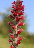 Echium russicum