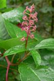 Phytolacca americana