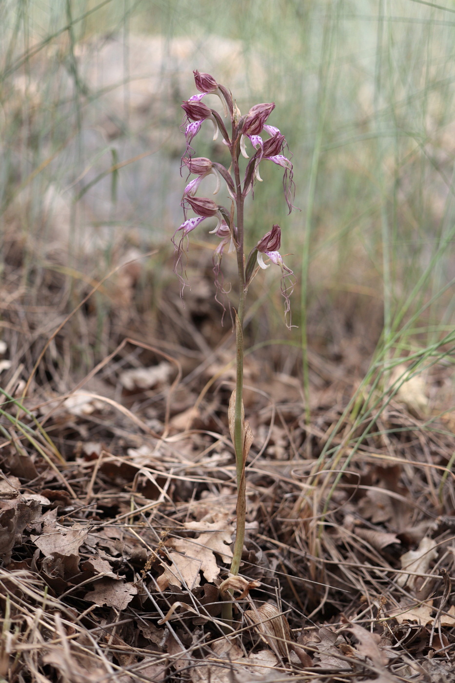 Изображение особи Himantoglossum comperianum.