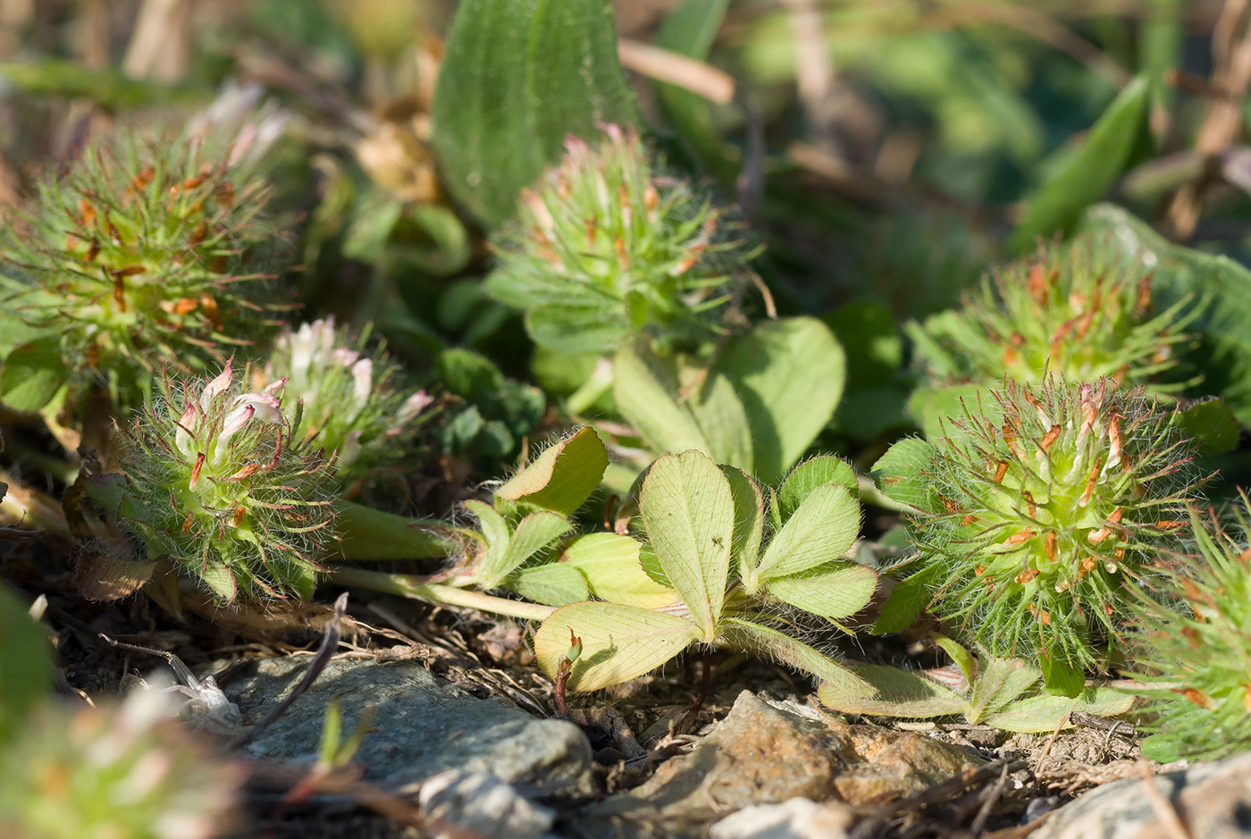 Image of Trifolium lappaceum specimen.