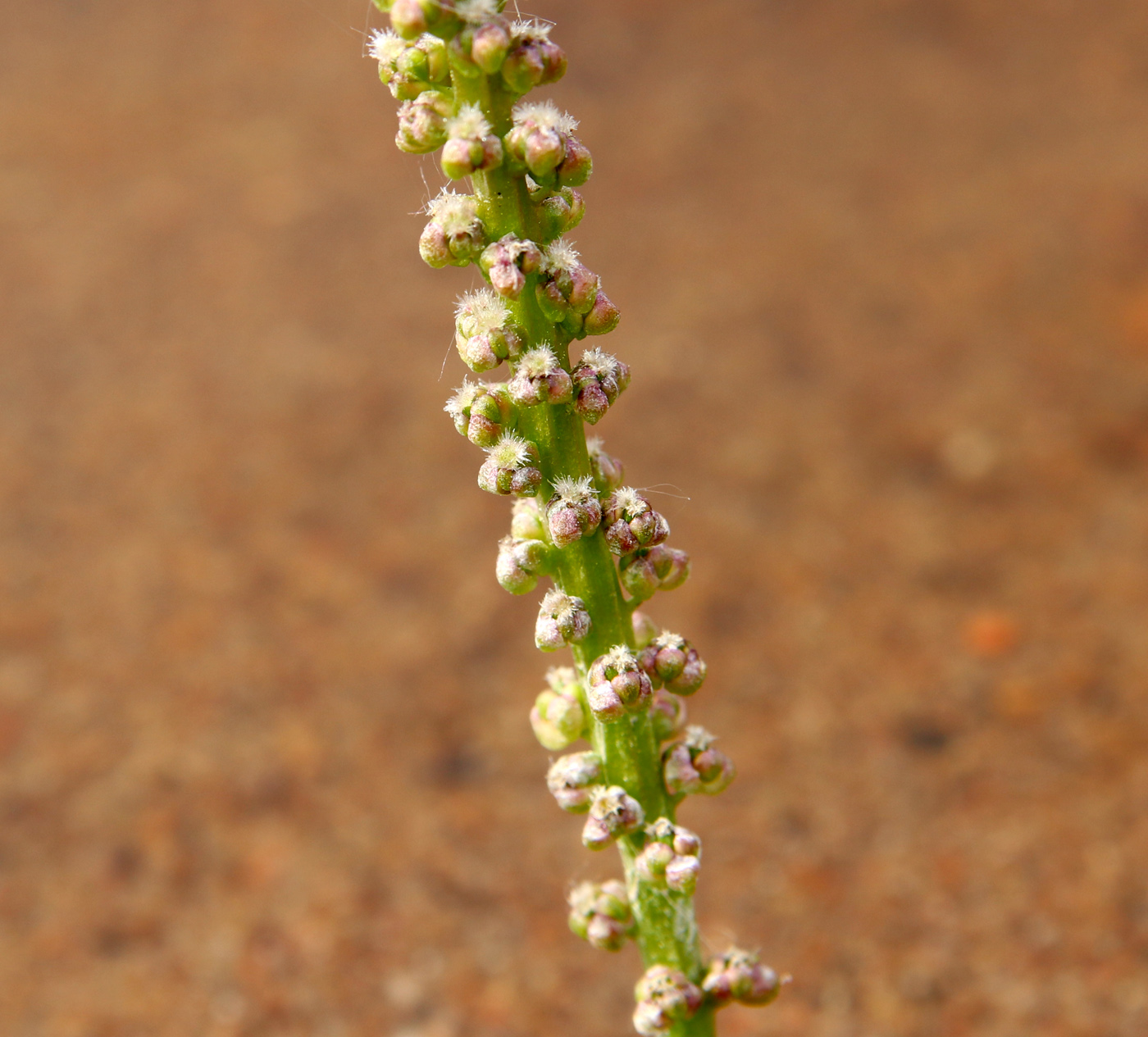 Image of Triglochin maritima specimen.