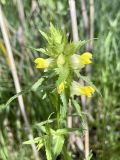 Rhinanthus serotinus