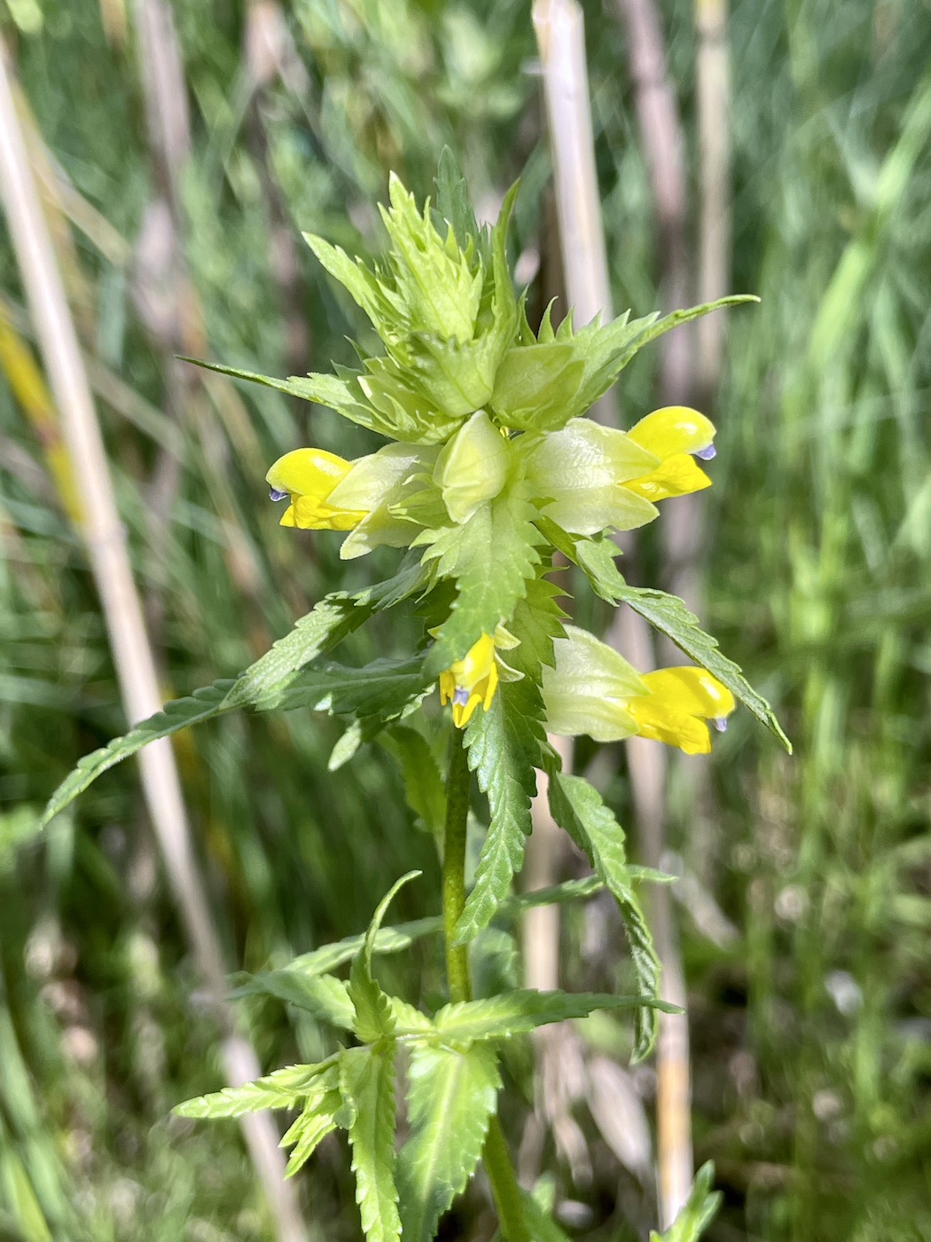 Image of Rhinanthus serotinus specimen.