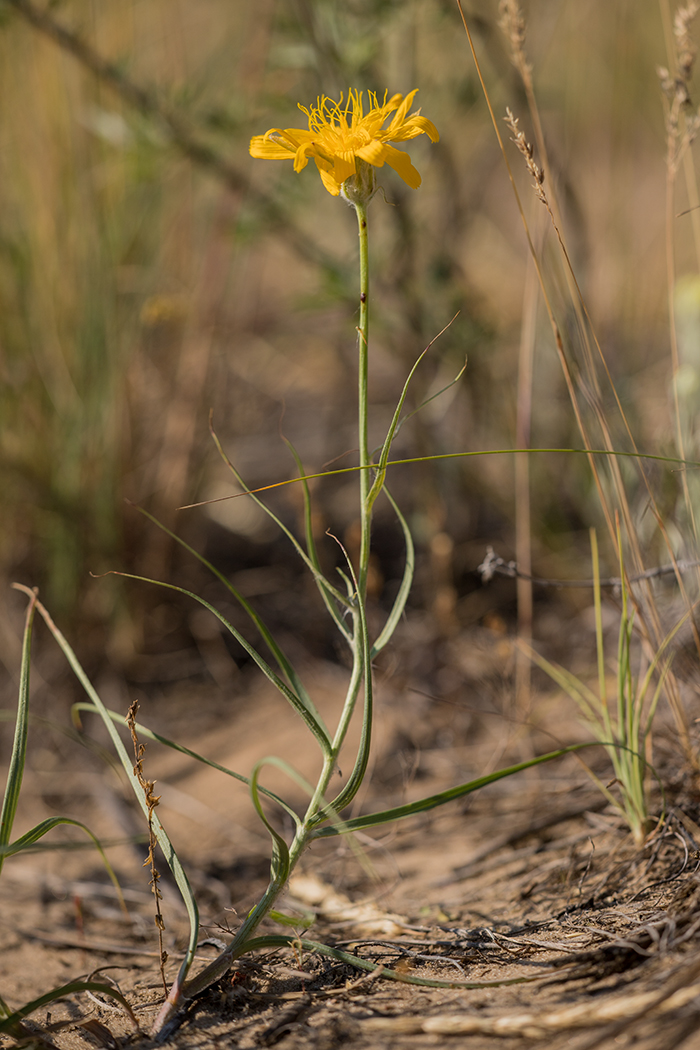 Изображение особи Scorzonera ensifolia.