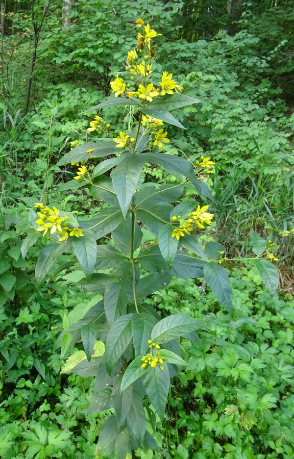 Изображение особи Lysimachia vulgaris.