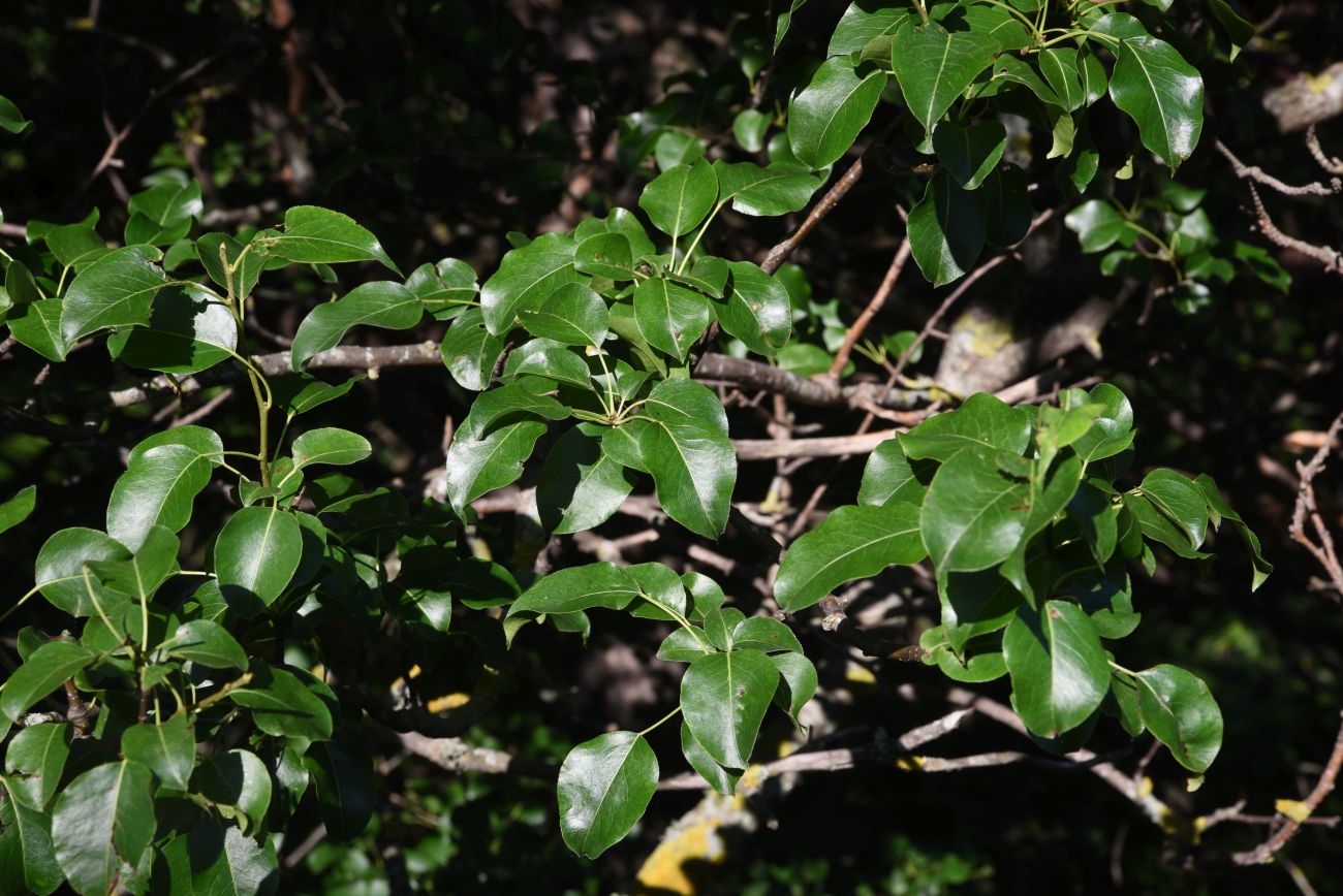 Изображение особи Pyrus caucasica.