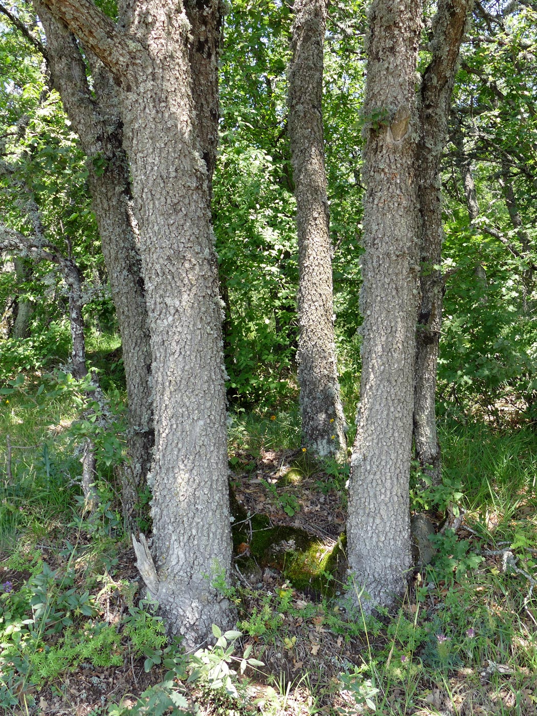 Image of genus Quercus specimen.