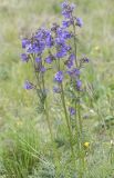 Polemonium caucasicum. Верхушка цветущего растения. Кабардино-Балкария, Зольский р-н, северные склоны Эльбруса, ур. Аэродром, выс. ок. 2650 м н.у.м. 14.07.2022.