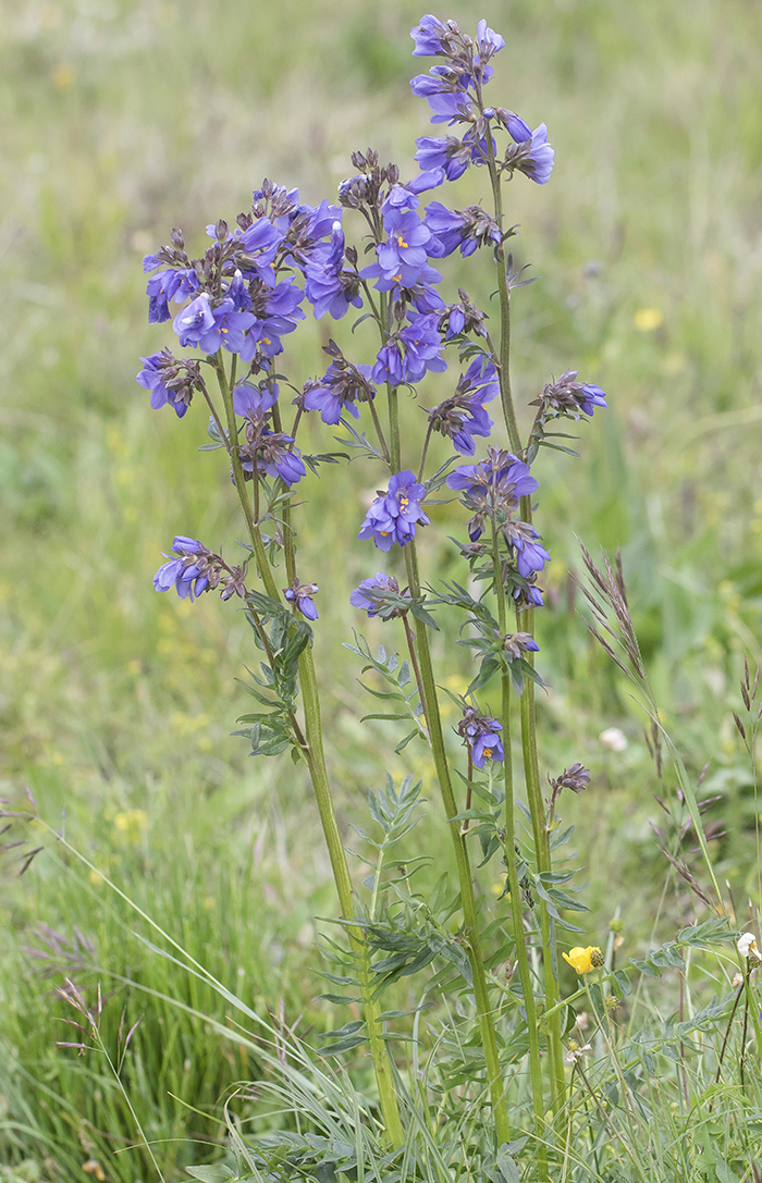 Image of Polemonium caucasicum specimen.