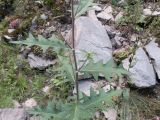 Cirsium buschianum. Часть стебля с листьями и развивающимися пазушными генеративными побегами. Карачаево-Черкесия, Урупский р-н, окр. пос. Дамхурц, правый берег реки Большая Лаба, скальное обнажение. 30.07.2022.