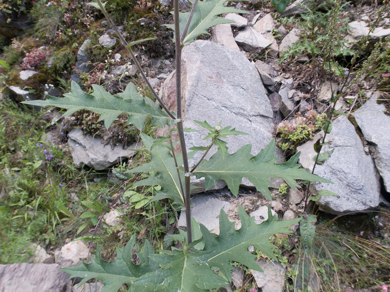 Изображение особи Cirsium buschianum.