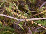 Agrimonia eupatoria. Соплодие. Калужская обл., Боровский р-н, окр. дер. Дедюевка, пойменный луг. 27 сентября 2022 г.