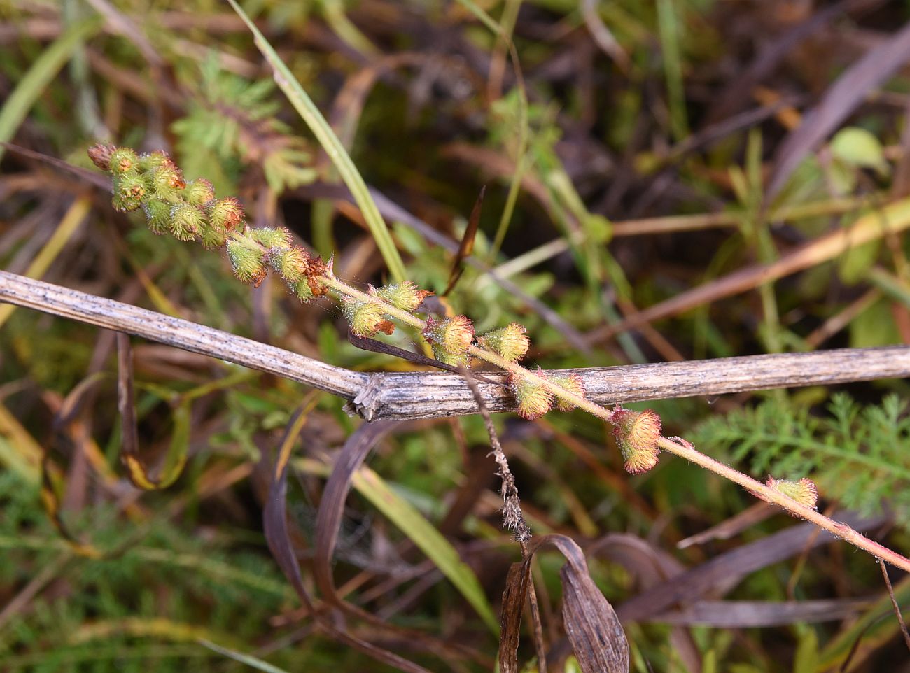 Image of Agrimonia eupatoria specimen.