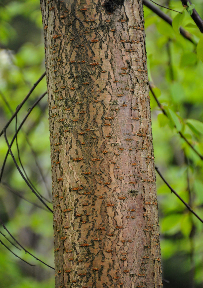 Изображение особи Cerasus pensylvanica.