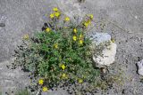 genus Potentilla