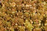genus Sphagnum. Верхушки вегетирующих растений. Калужская обл., Спас-Деменский р-н, Большое Игнатовское болото, северо-западный сектор. 09.09.2022.