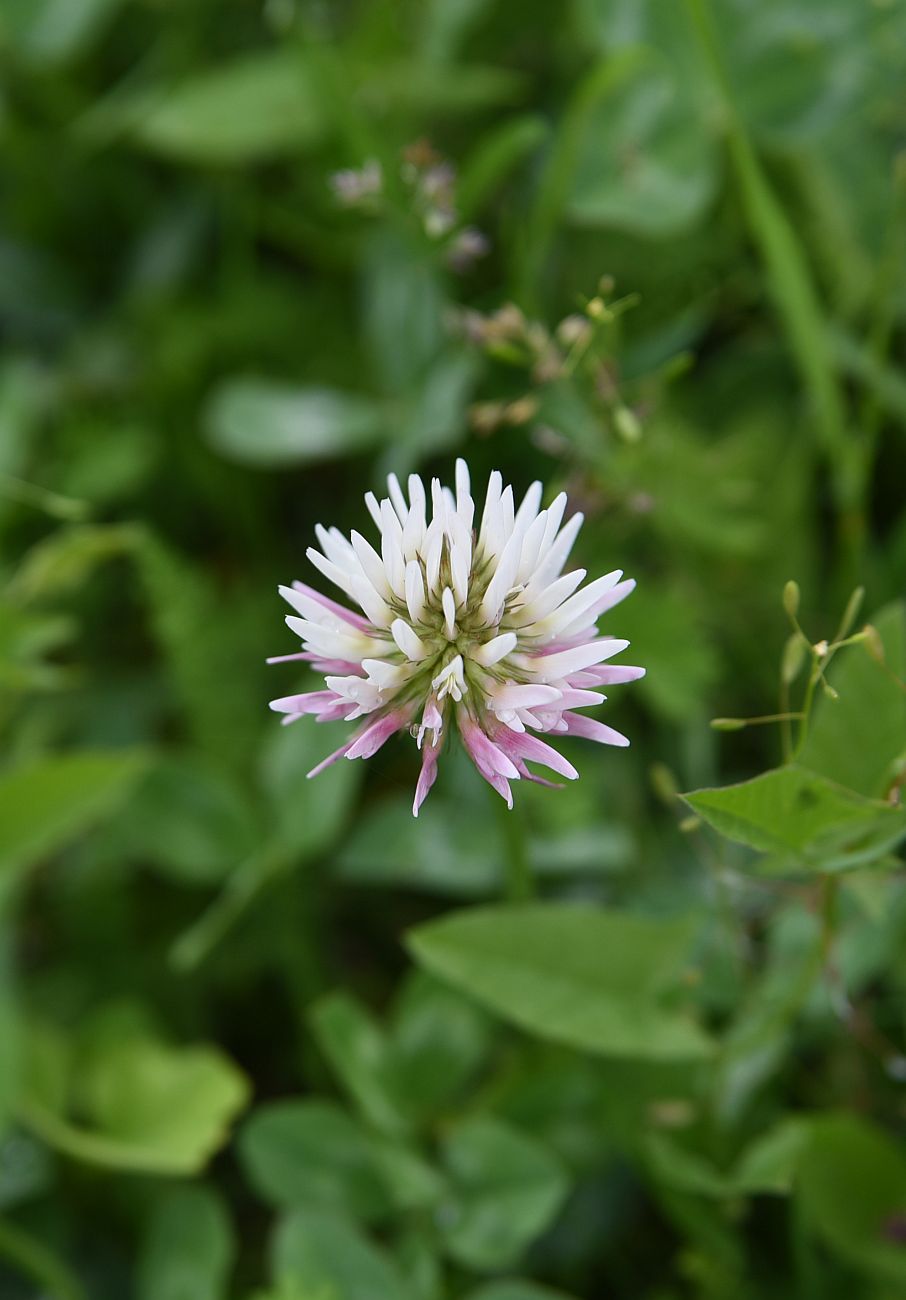 Изображение особи Trifolium ambiguum.