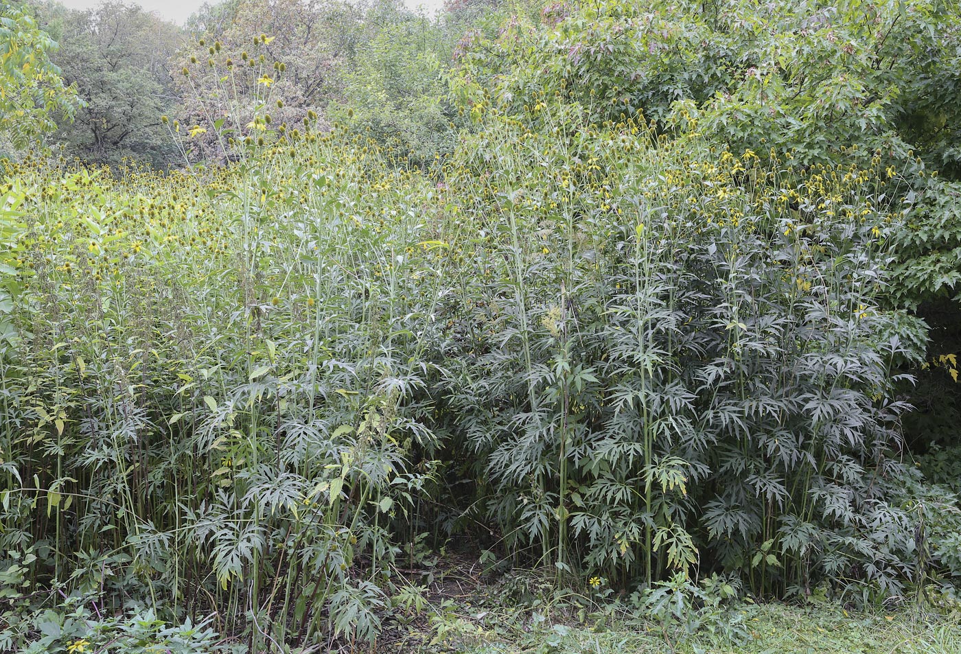 Image of Rudbeckia laciniata specimen.