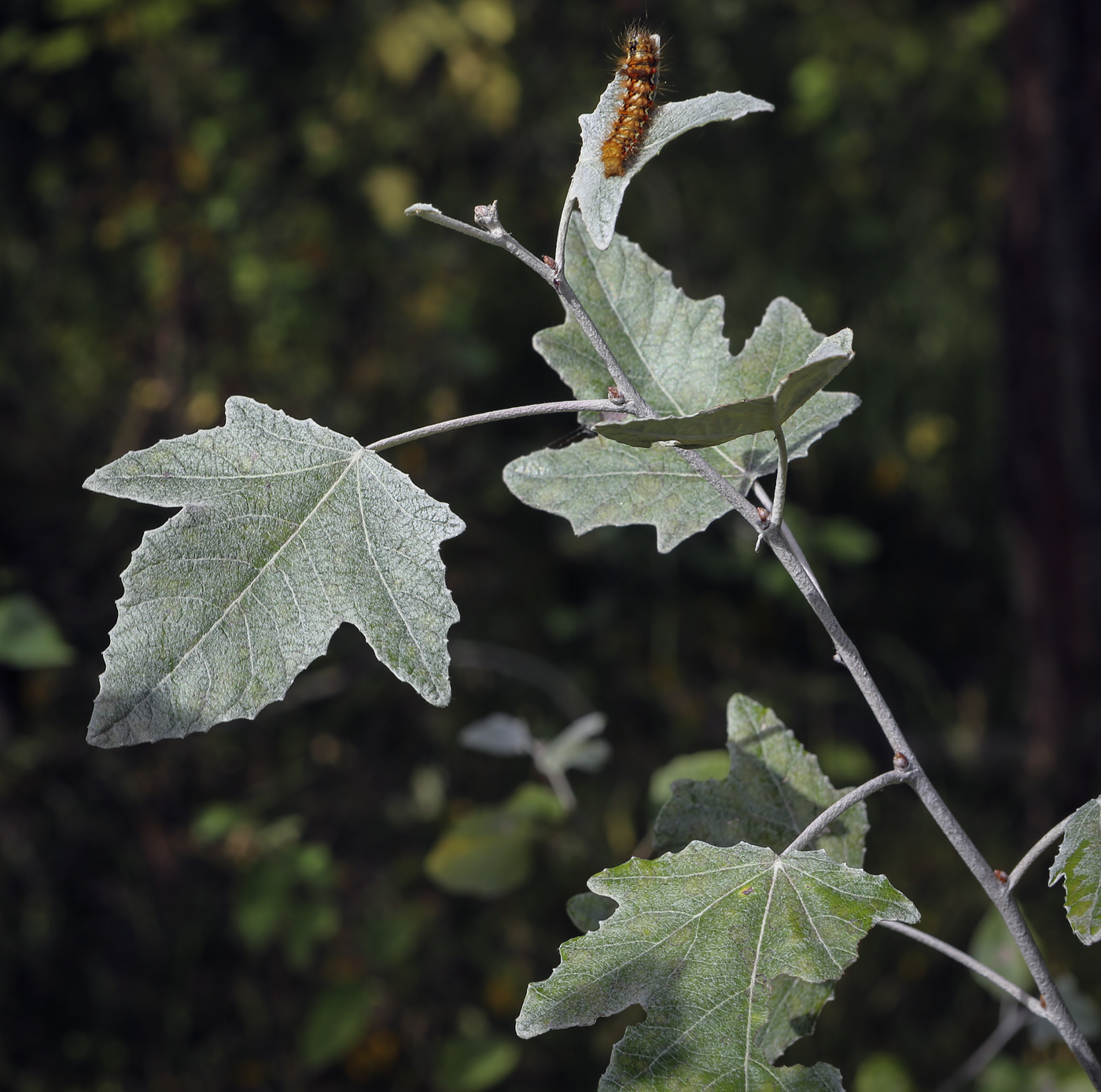 Изображение особи Populus &times; canescens.