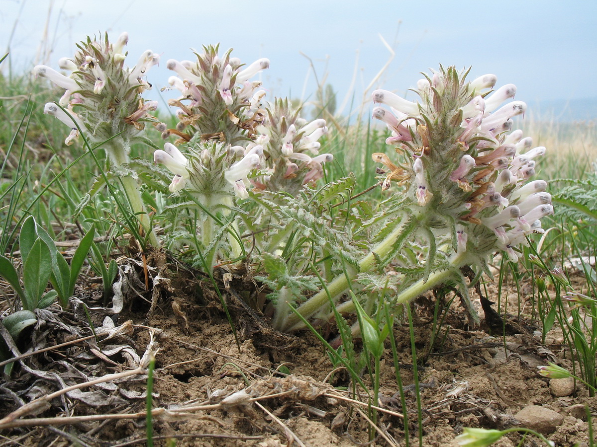 Image of Pedicularis olgae specimen.