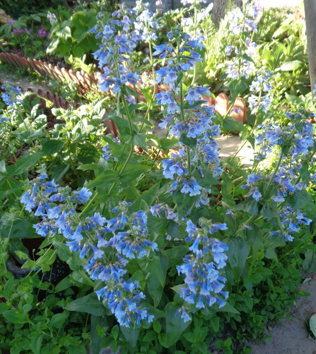 Изображение особи Penstemon ovatus.