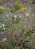 Potentilla tanacetifolia. Цветущее растение. Алтай, Чулышманское нагорье, долина р. Чульча. 27.07.2010.