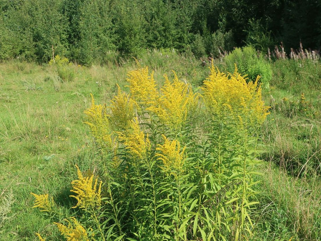 Image of Solidago canadensis specimen.