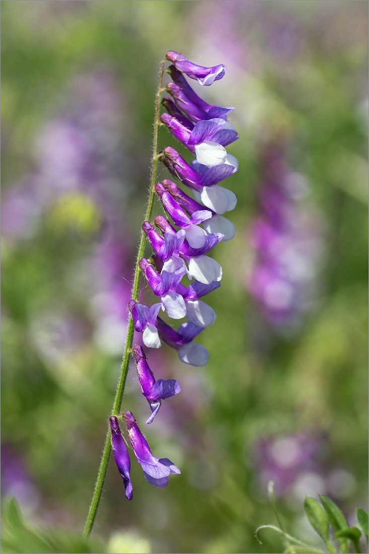 Image of Vicia villosa specimen.