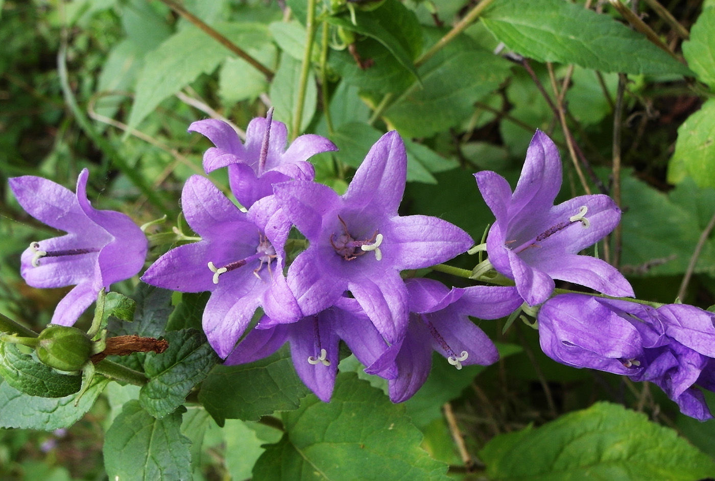 Image of Campanula rapunculoides specimen.