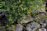 род Medicago. Цветущие растения. Северная Осетия, Алагирский р-н, Куртатинское ущелье, Кадаргаванский каньон, на каменной стене. 23.07.2022.