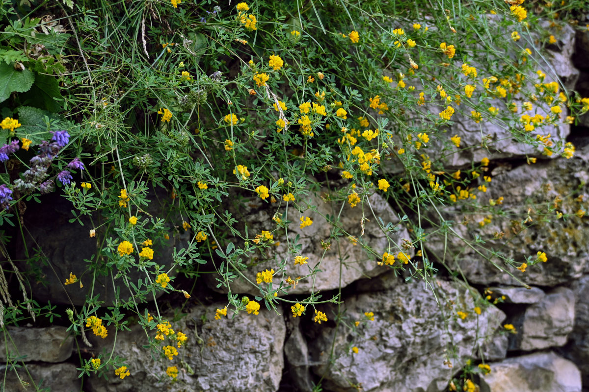 Изображение особи род Medicago.