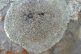 Lecanora muralis