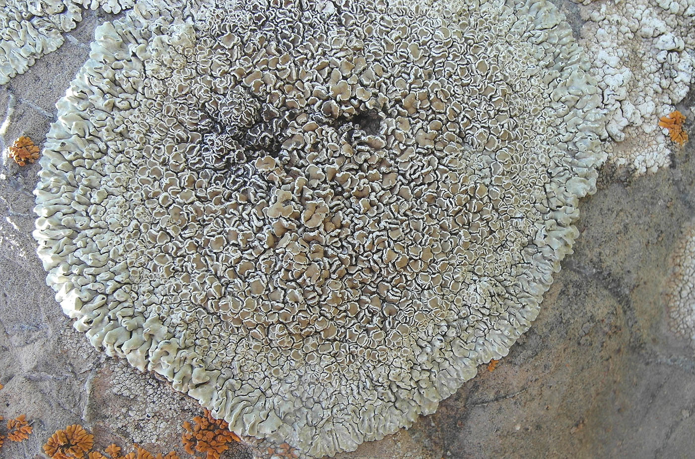 Image of Lecanora muralis specimen.