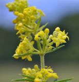 Galium verum. Верхушка соцветия. Приморский край, Уссурийский гор. округ, окр. с. Монакино, разнотравный луг на небольшой сопке. 02.07.2021.