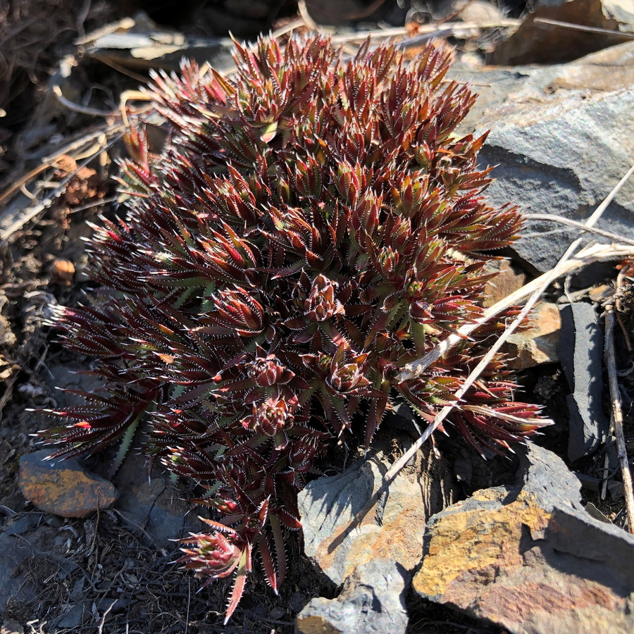 Image of Saxifraga bronchialis specimen.