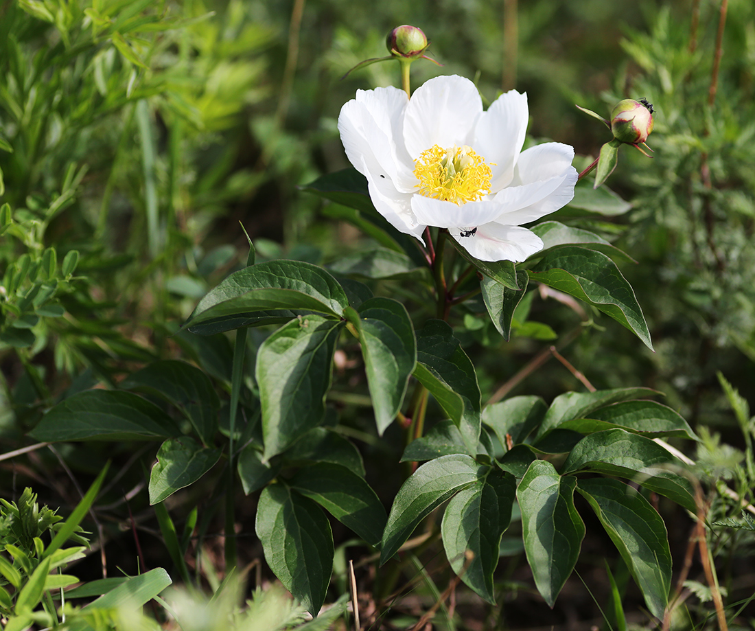 Image of Paeonia lactiflora specimen.