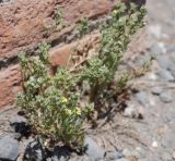 genus Linum