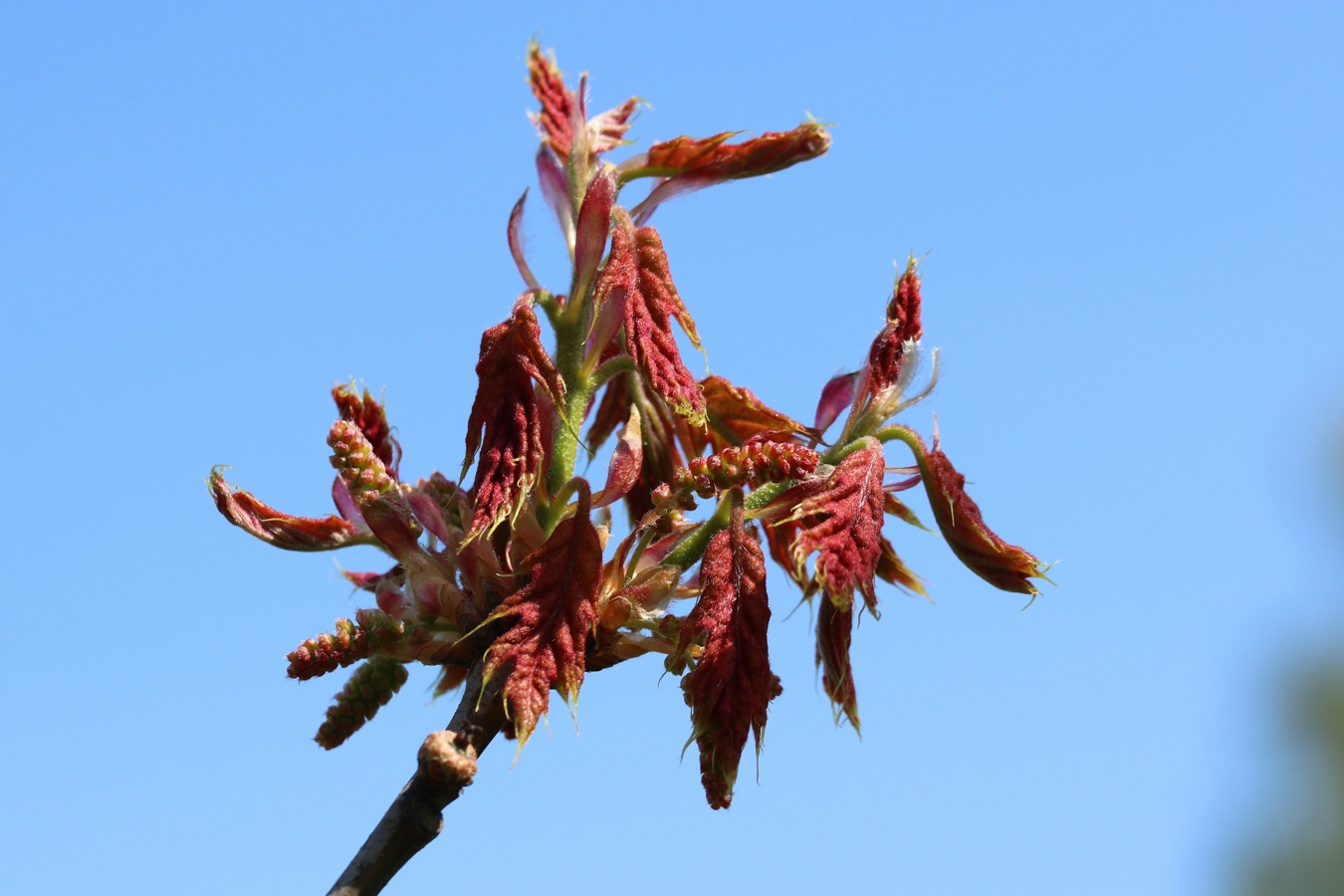 Изображение особи Quercus rubra.