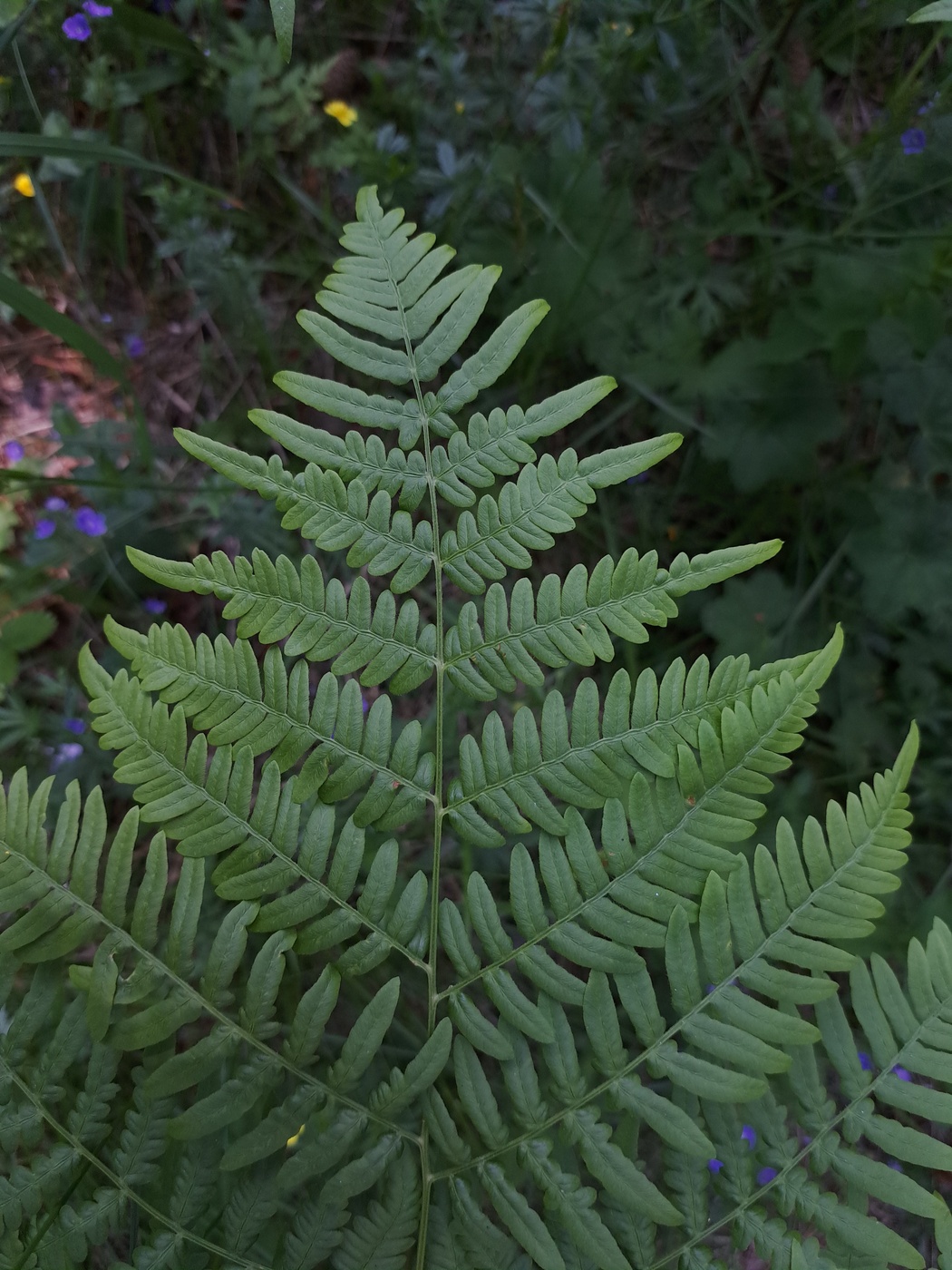 Изображение особи Pteridium pinetorum.