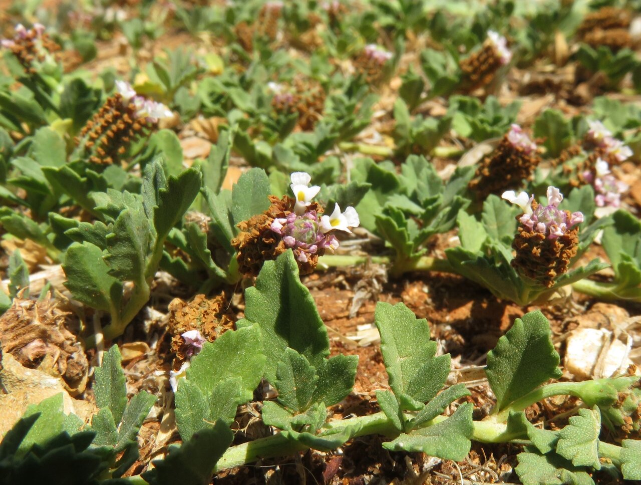 Image of Lippia nodiflora specimen.