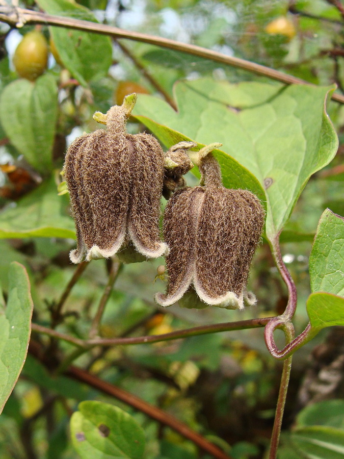 Image of Clematis fusca specimen.