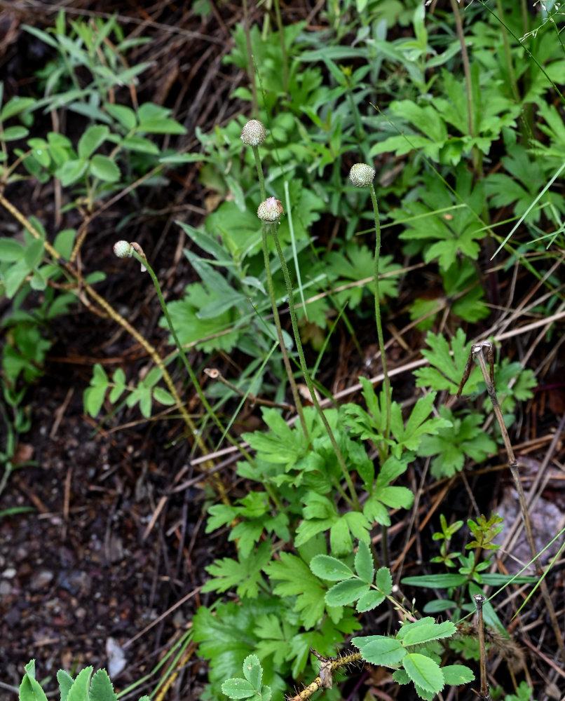 Изображение особи Anemone sylvestris.