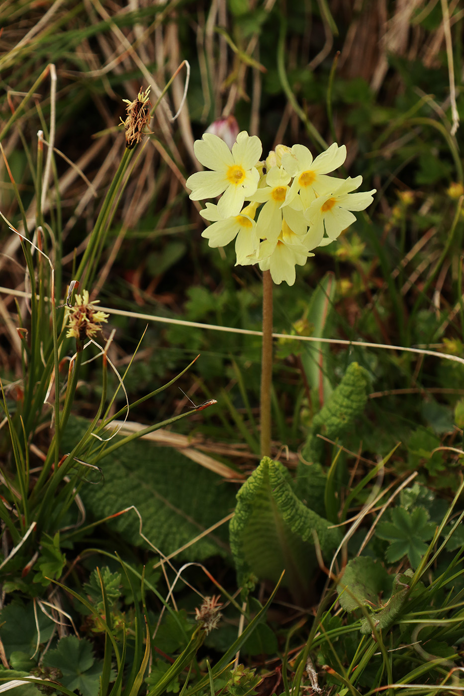 Image of Primula ruprechtii specimen.