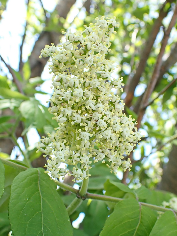 Image of Sambucus sibirica specimen.