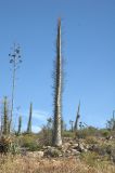 Fouquieria columnaris